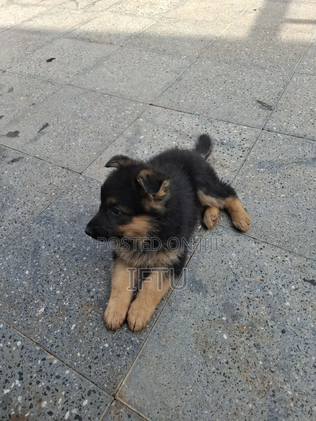 1-3 months Female Purebred German Shepherd