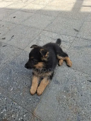 1-3 months Female Purebred German Shepherd