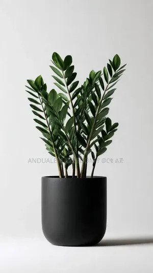 Zz Plant for Home