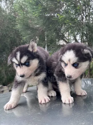 1-3 months Male Purebred Siberian Husky