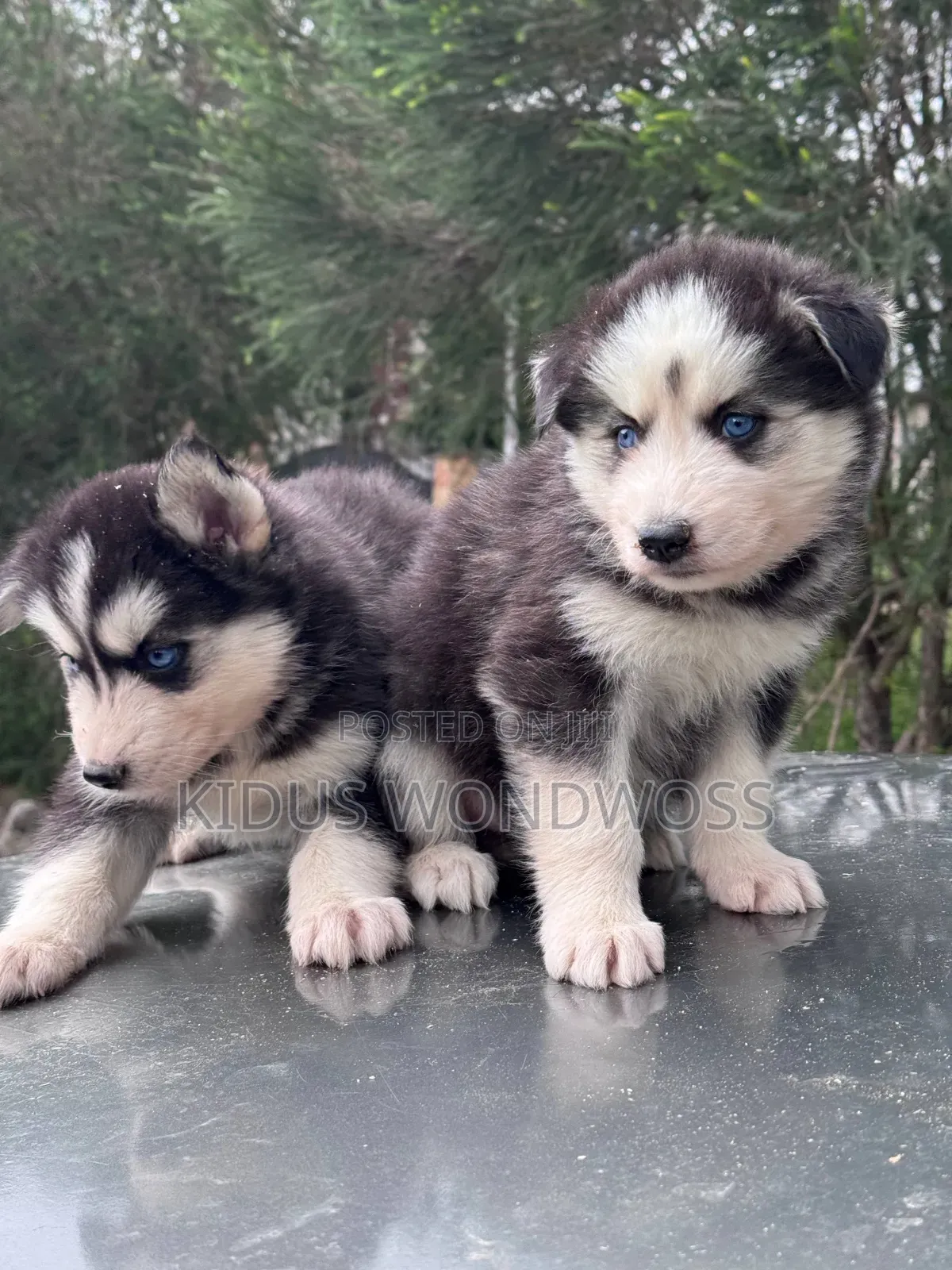 1-3 months Male Purebred Siberian Husky