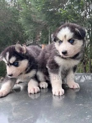 1-3 months Male Purebred Siberian Husky