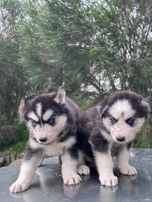 1-3 months Male Purebred Siberian Husky