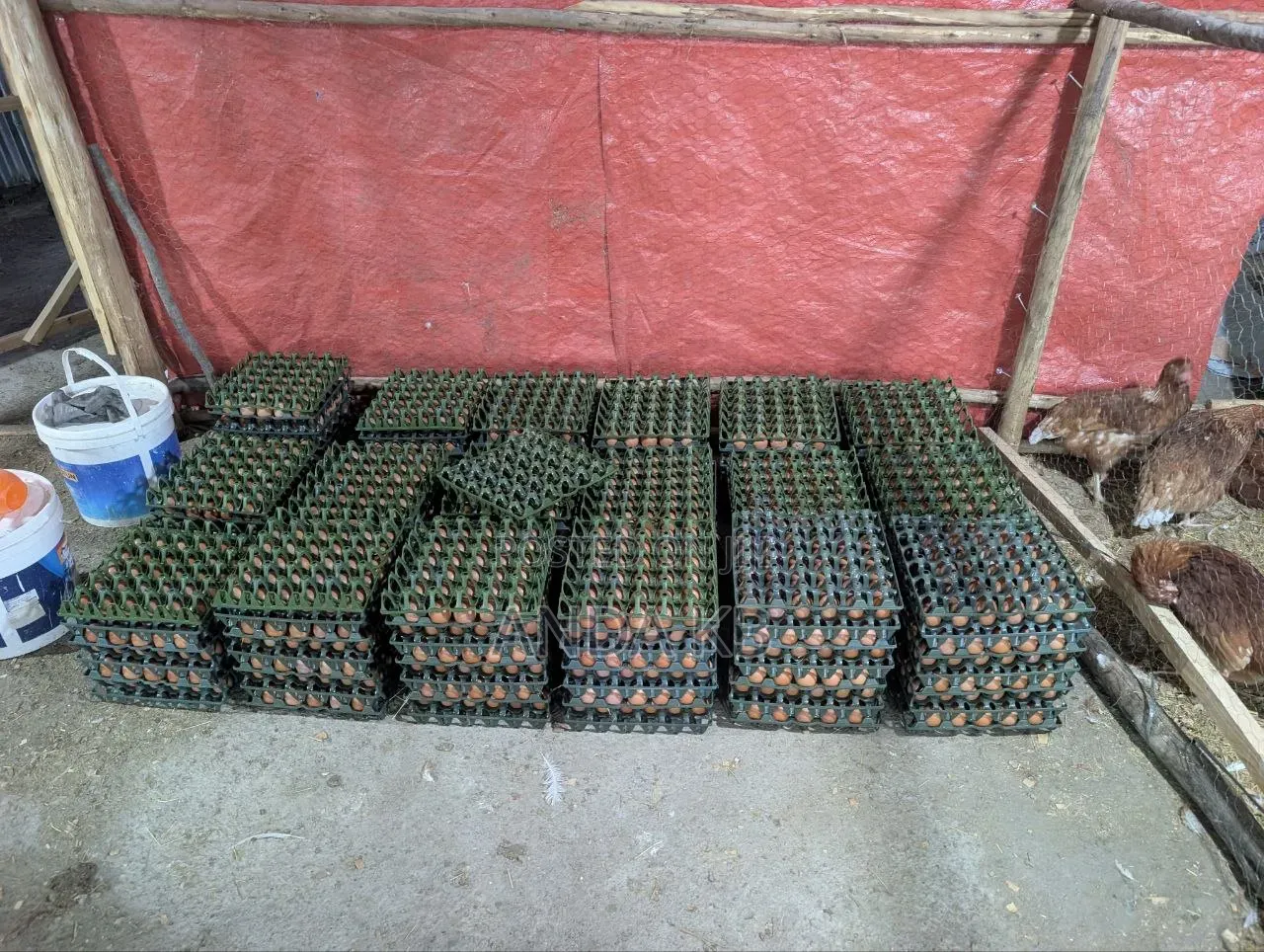 For Egg Buyers