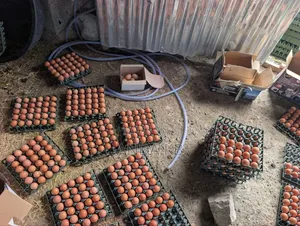 For Egg Buyers