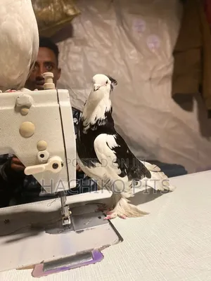 Birrrrdddddd