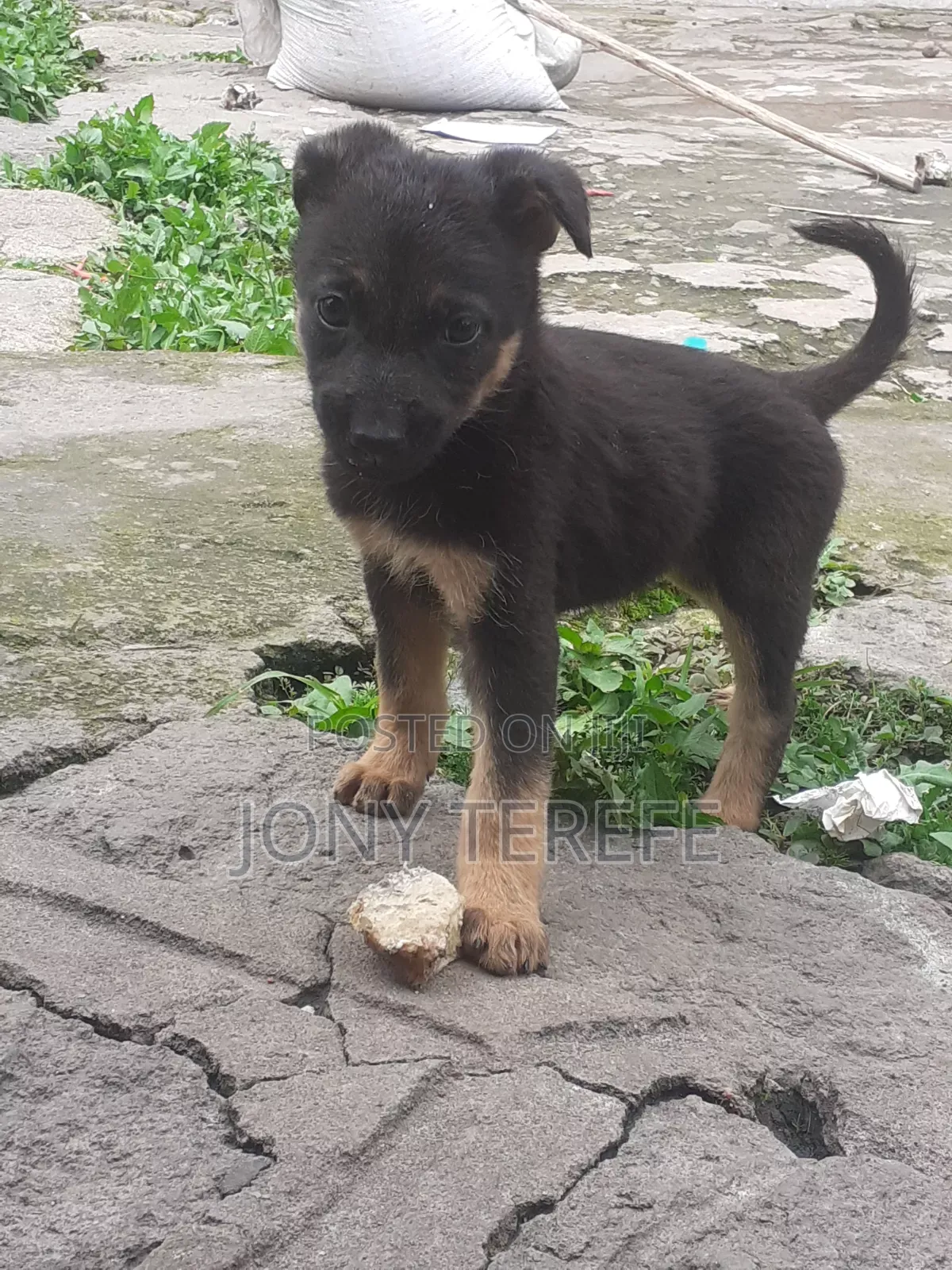 1-3 months Female Purebred German Shepherd