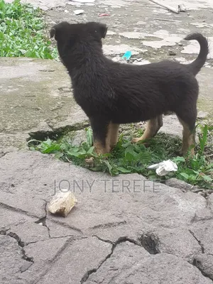 1-3 months Female Purebred German Shepherd