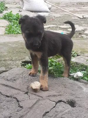 1-3 months Female Purebred German Shepherd