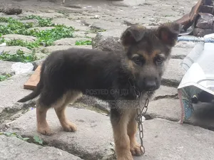 1-3 months Female Purebred German Shepherd