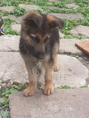 1-3 months Female Purebred German Shepherd