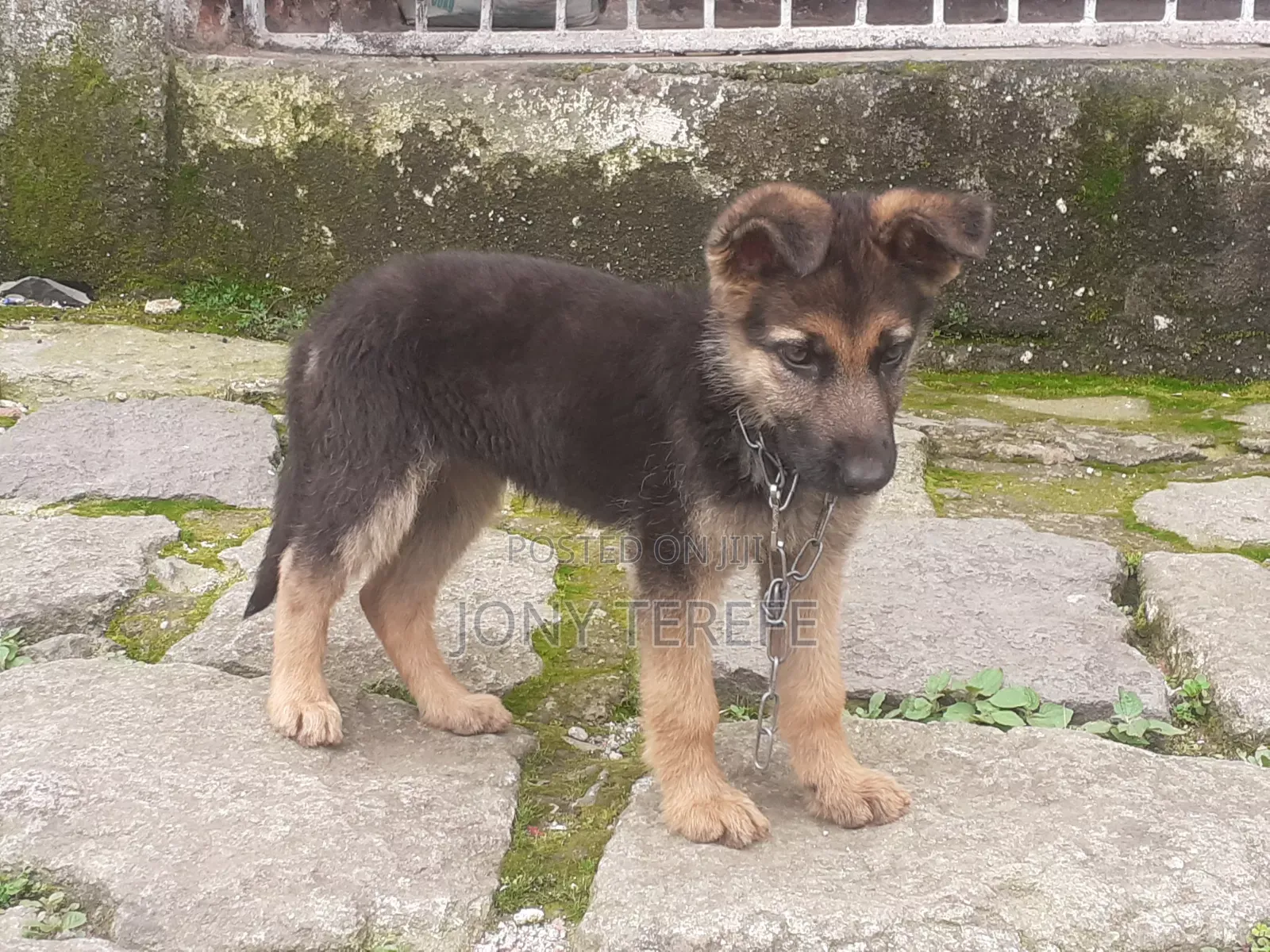 1-3 months Female Purebred German Shepherd