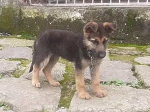 1-3 months Female Purebred German Shepherd