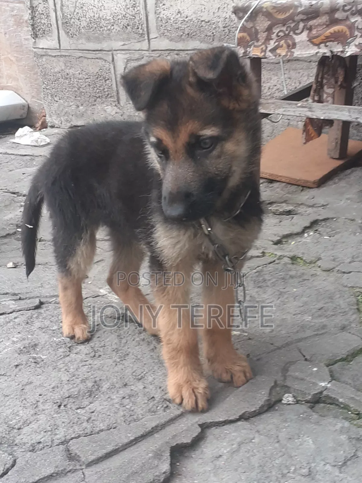 1-3 months Female Purebred German Shepherd