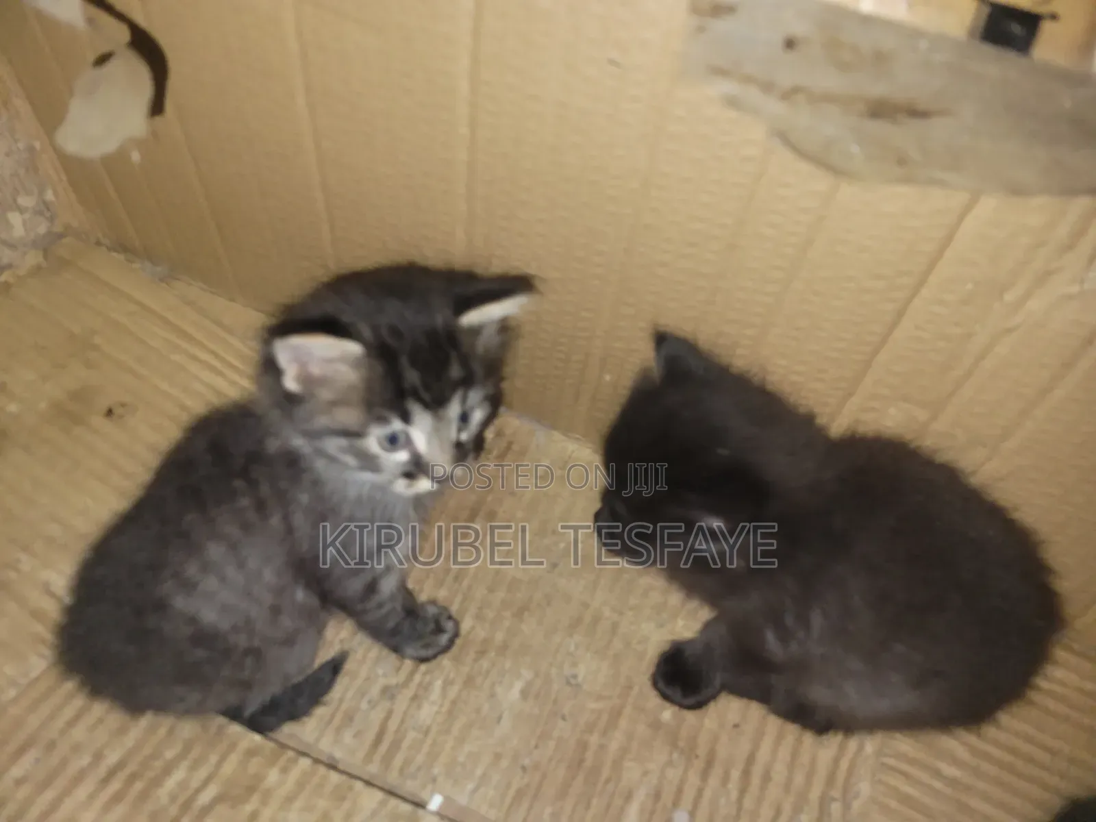 1-3 months Female Mixed Breed Abyssinian