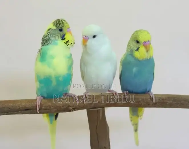 Parrot - For Sale