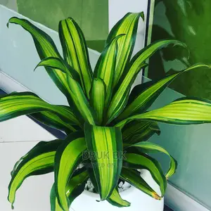 Photo - Special Dracenia