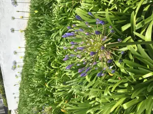 Flowering Plants Agphantus