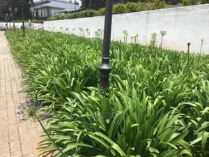 Flowering Plants Agphantus