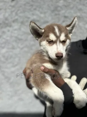 1-3 months Male Purebred Siberian Husky
