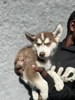 1-3 months Male Purebred Siberian Husky