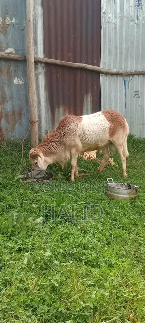 Farm Animal: