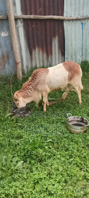 Farm Animal: