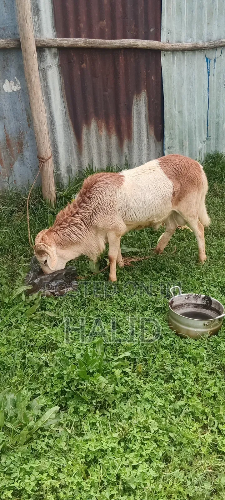 Farm Animal: