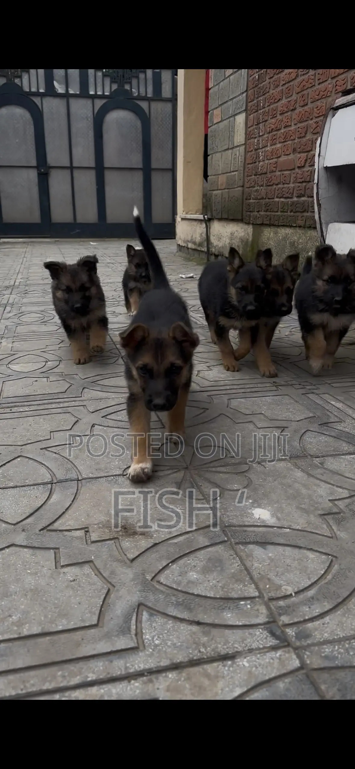 1-3 months Male Purebred German Shepherd