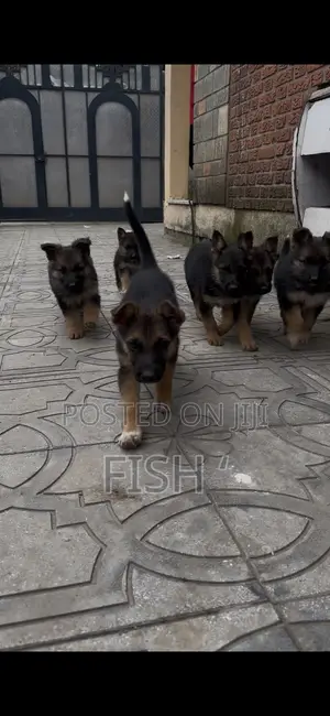1-3 months Male Purebred German Shepherd