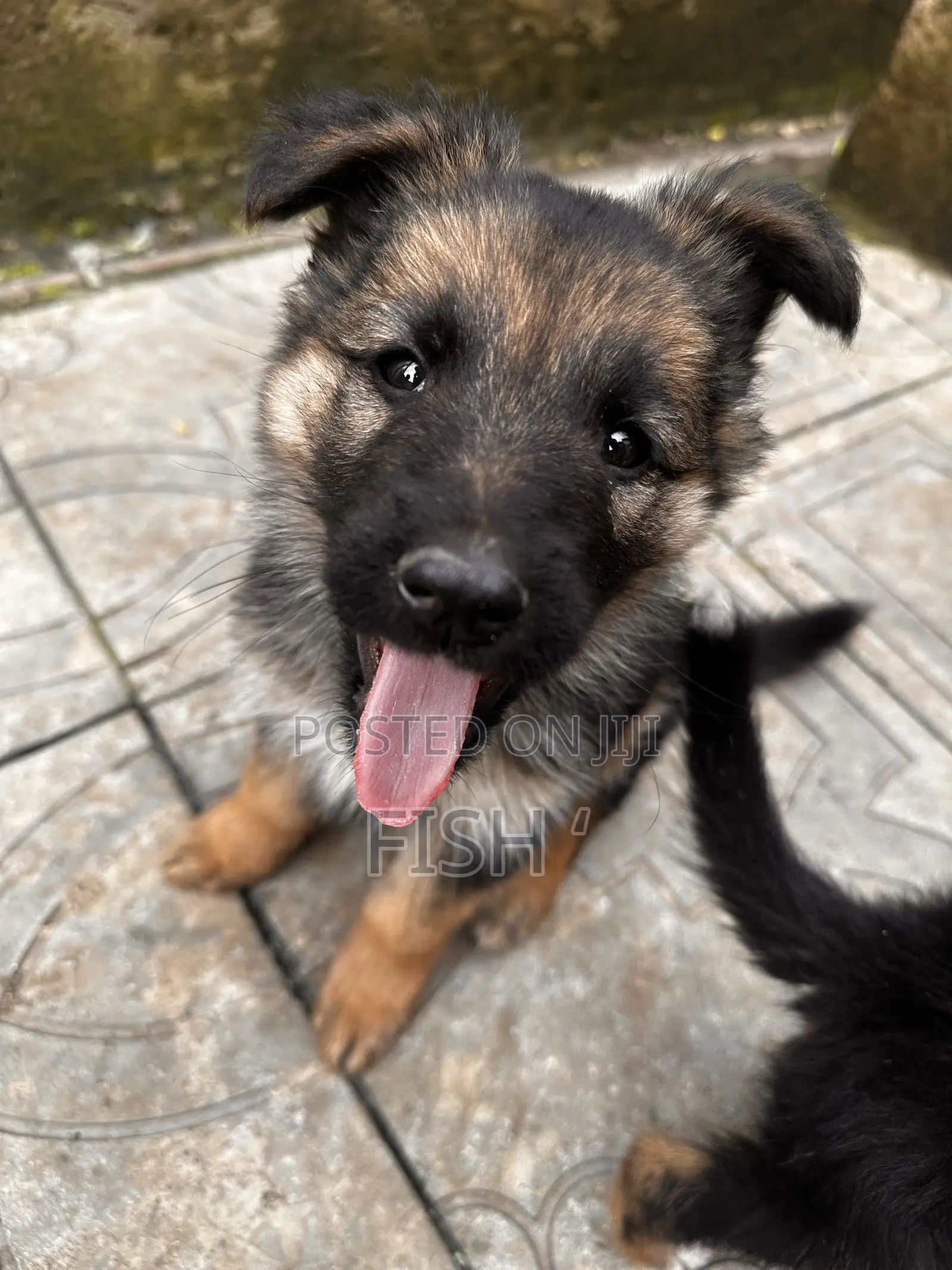 1-3 months Male Purebred German Shepherd