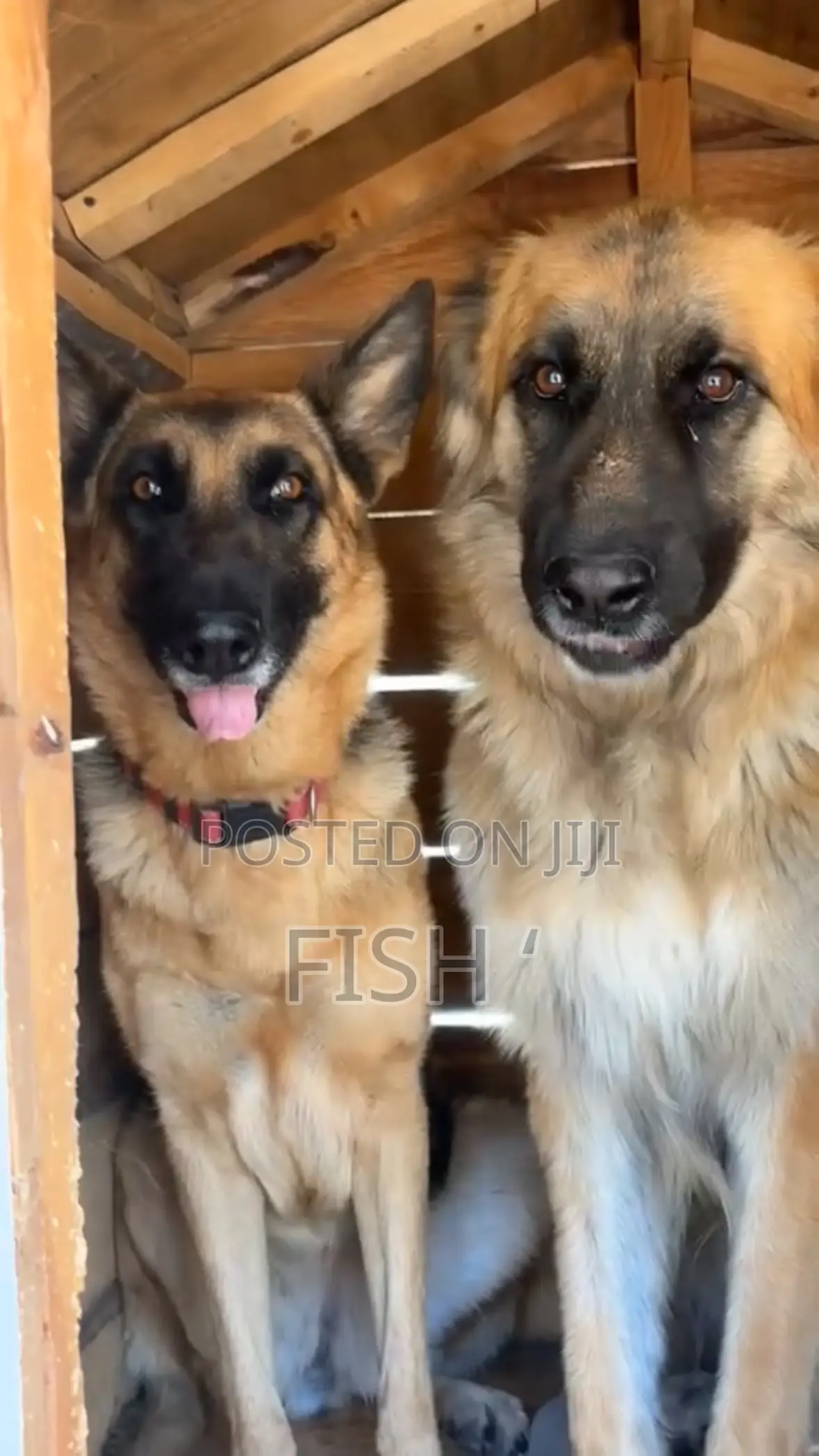 1-3 months Male Purebred German Shepherd