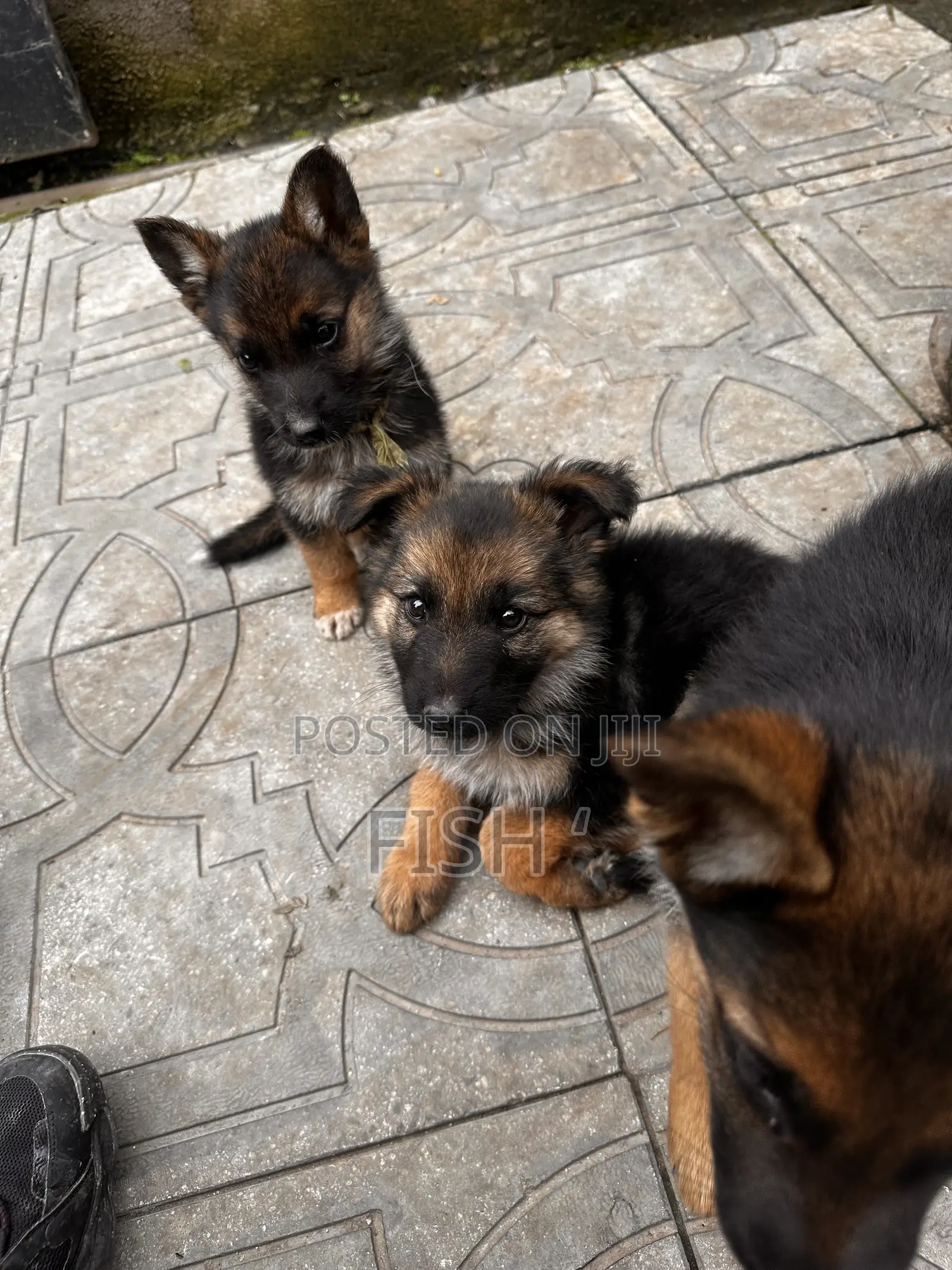 1-3 months Male Purebred German Shepherd