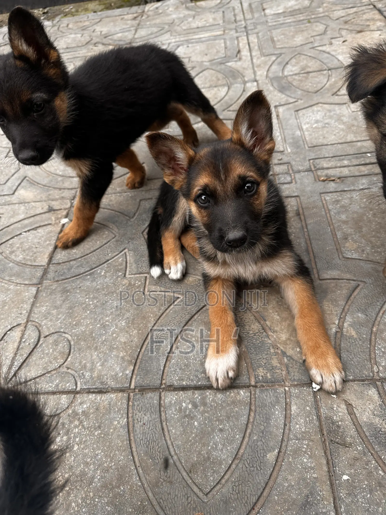 1-3 months Male Purebred German Shepherd