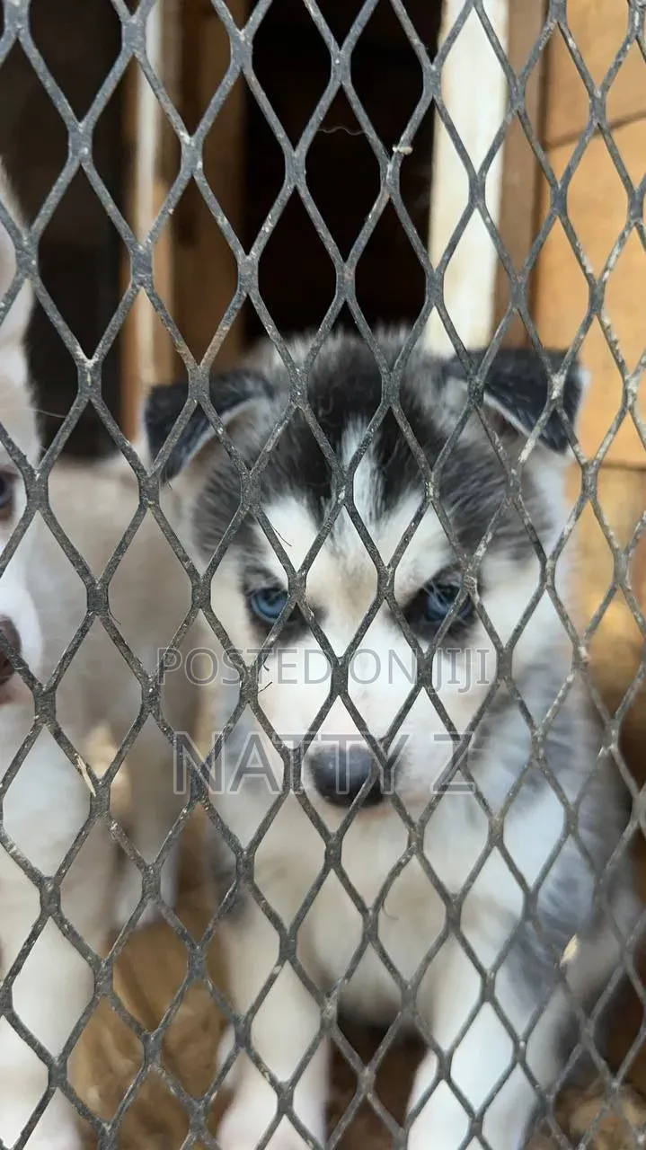 1-3 months Male Purebred Siberian Husky