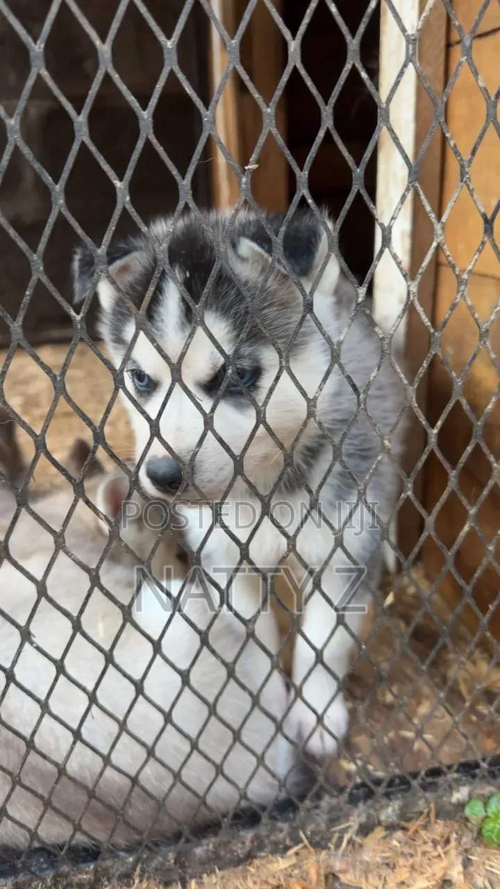 1-3 months Male Purebred Siberian Husky