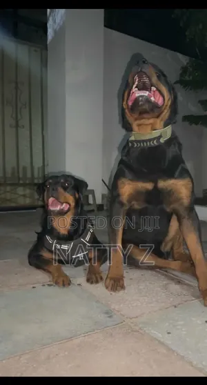 1-3 months Male Purebred Rottweiler