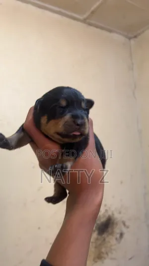 1-3 months Male Purebred Rottweiler