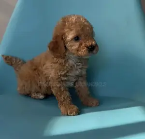 1-3 months Male Purebred Poodle