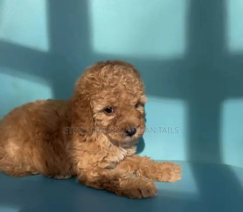 1-3 months Male Purebred Poodle