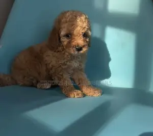 1-3 months Male Purebred Poodle