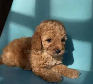 1-3 months Male Purebred Poodle