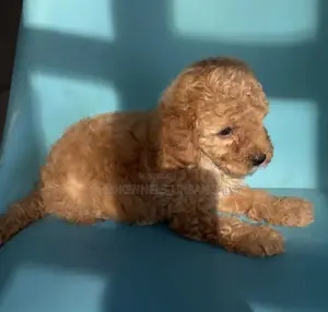 1-3 months Male Purebred Poodle