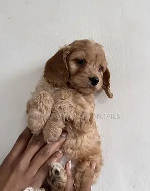 1-3 months Female Purebred Cockapoo