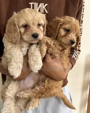 1-3 months Female Purebred Cockapoo