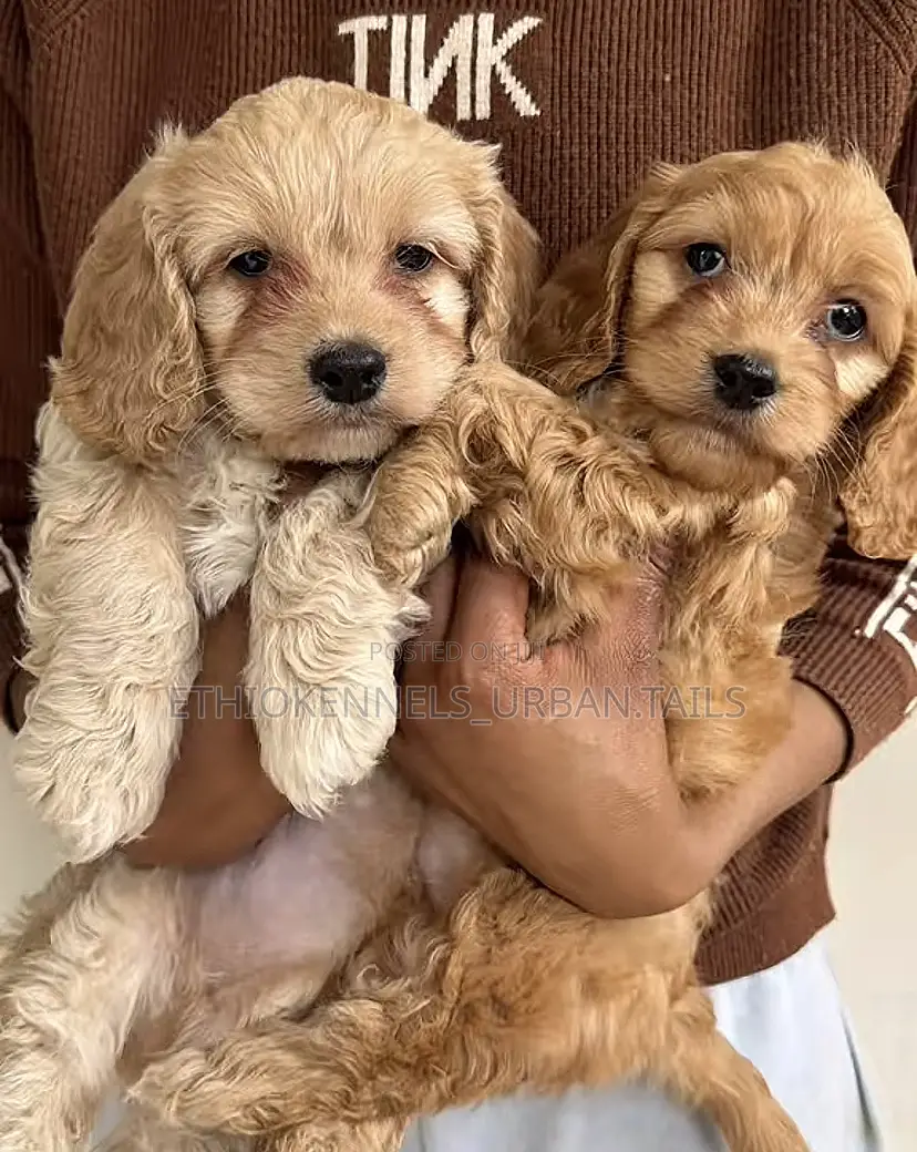 1-3 months Female Purebred Cockapoo