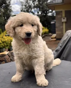 1-3 months Male Mixed Breed Goldendoodle