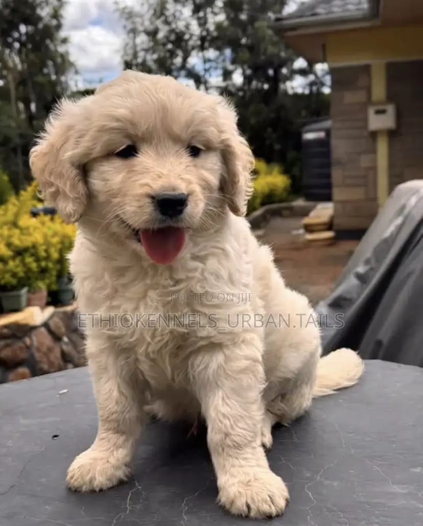 1-3 months Male Mixed Breed Goldendoodle