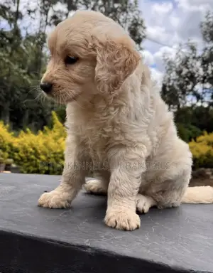1-3 months Male Mixed Breed Goldendoodle