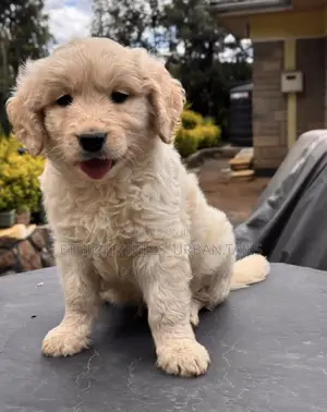 1-3 months Male Mixed Breed Goldendoodle